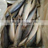 Seafood Sea Frozen Mackerel W/R thumbnail-2