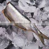 Seafood IQF Frozen Herring Fillet thumbnail-1