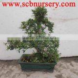 Zelkova Art 25cm Bonsai Tree thumbnail-1