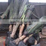 Pandanus Utilis Plants thumbnail-1