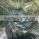 Chamaerops Humilis Cerifera thumbnail-3