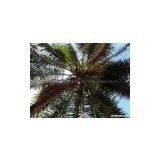 Coconut Tree Tower thumbnail-1