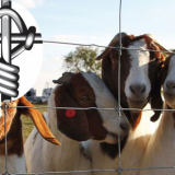 High Quality Fixed Knot Wire Mesh Goat Fence Panel