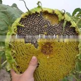 Chinese hybrid confectionery sunflower seed for sale