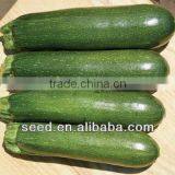 Dark Squash No.1 Chnese Black Anti-virus Zucchini Seeds