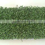 Grass for Tennis Court and Racetrack thumbnail-4