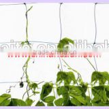 Plant cucumber support netting