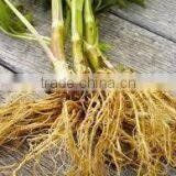 VALERIAN ROOTS thumbnail-1