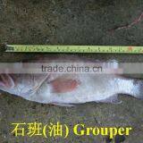 Grouper thumbnail-1