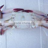 Wholesale High Quality Frozen Three Spotted Crab thumbnail-2