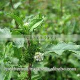 Eclipta Alba thumbnail-2