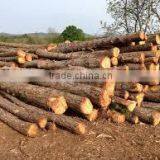 Pinus Carribaea thumbnail-3