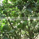 Grapefruit thumbnail-3