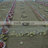Farming Poultry Automatic Feeding System for Poultry Farming Equipment Auto. Feeding Pan System thumbnail-4