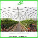 Single Span Commercial Used Greenhouse for Rose thumbnail-4