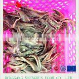 Hot Sales Frozen Salted Anchovy Fish thumbnail-6