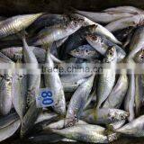 New Season Horse Mackerel Trachurus Japnonicus for Sale thumbnail-2