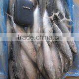 Bonito Fish thumbnail-1