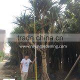 Pandanus Utilis High 4-5m thumbnail-4