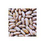 Sell Light Speckled Kidney Beans thumbnail-1