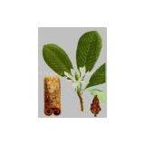 Magnolol thumbnail-1