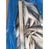 Supply Frozen Horse Mackerel thumbnail-2
