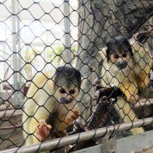 Good Tolerance Cage The Birds In The Net Convenient Transportation thumbnail-3