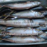 Frozen Seafish Pacific Mackerel/Scomber Japonicus W/R From China