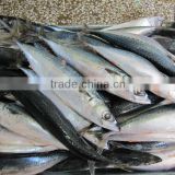 Buy mackerel fish