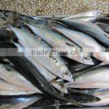 Buy Mackerel Fish
