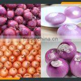 Onion Peeling Machine thumbnail-1