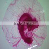 Direct Factory Supplied 24pcs Chick Embryo Microscope Slides Set