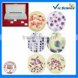 Primary School Teaching Allium Cepa Mitosis Prepared Slides Set From Factory