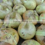fresh yellow onion fresh vegetable Grade A