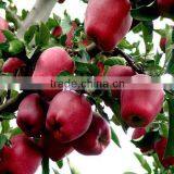 HUA'NIU APPLE