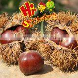 New Crop Fresh Chinese Chestnuts Wholesale Chestnut thumbnail-3