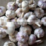 Natural White Fresh Garlic thumbnail-3