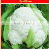Vegetable Seeds-All Varieties Of Cauliflower Seeds For Growing