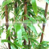 Bamboo Seedling thumbnail-6