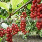 Free Sample Anxiety-proof Fructus Schisandra Extract thumbnail-2