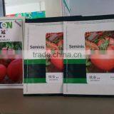 Early Maturity Anti Root-knot Nematodes Pink Tomato Seeds thumbnail-2