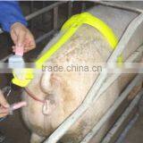 Veterinary Artificial Insemination Frame for Pig/sow/swine/sheep/goat/cattle/horse thumbnail-5