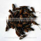 Wild Birds Food Freeze Dried Crickets;Dried Crickets for Wild Birds thumbnail-2