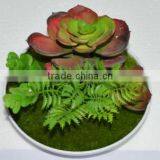 SJ3001011 Indoor Mini Bonsai Cactus Plant Artificial thumbnail-5