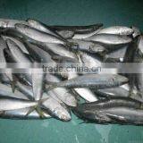 Professional Whole Sardine Bait for Sale thumbnail-4