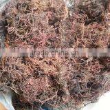 Sell Gracilaria, Eucheuma Spinosum And Eucheuma Cottoni Seaweeds thumbnail-4