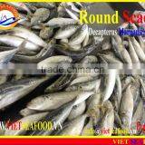 FROZEN W/R MARUADSI thumbnail-3