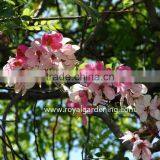 Cassia Javanica thumbnail-2