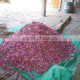 Rose Water, thumbnail-1