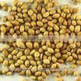 Coriander Seed Whole thumbnail-1